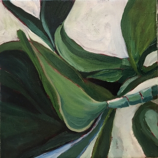 Kolanchoe Zoom In Kolanchoe Zoom In