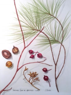 Treasures from an afternoon walk