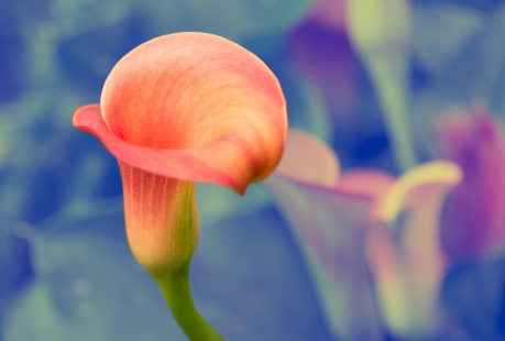 Happy Calla Lily